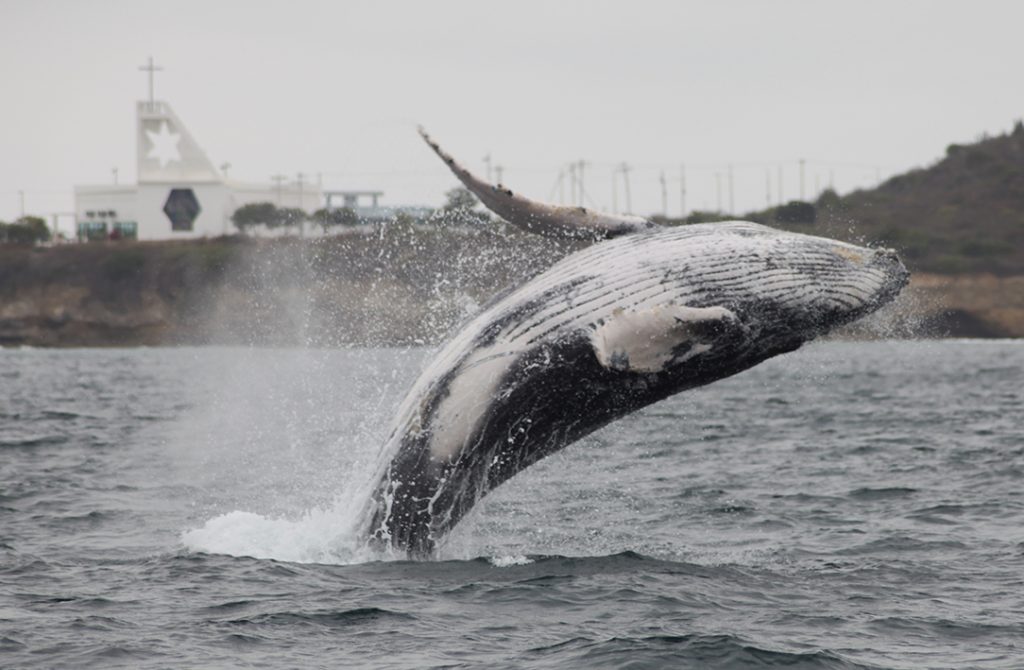 Baleine à bosse au large de Salinas, Equateur